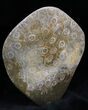 Free-Standing Polished Fossil Coral Display #25734-2